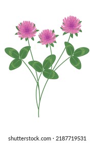 Wild red clover blooming branch with pink flowers and leaves. Trifolium pratense. Medicinal plant, aromatic herb