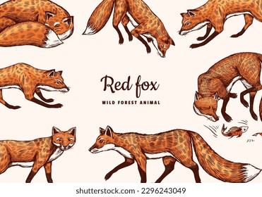 Wild red fox poster or banner. Forest ginger animal flying and jumping. Vector Engraved hand drawn Vintage sketch background.