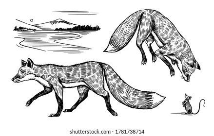 Wild red fox set. Forest ginger animal flying and jumping. Vector Engraved hand drawn Vintage sketch for label or poster.
