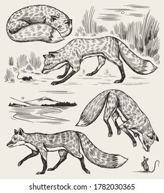 Wild red fox set. Forest ginger animal flying and jumping. Vector Engraved hand drawn Vintage sketch for label or poster.