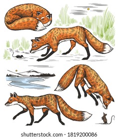 Wild red fox set. Forest ginger animal flying and jumping. Vector Engraved hand drawn Vintage sketch for label or poster.