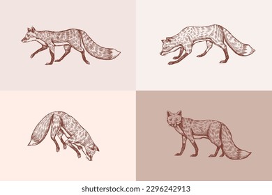 Wild red fox set. Forest ginger animal flying and jumping. Vector Engraved hand drawn Vintage sketch for label or poster.