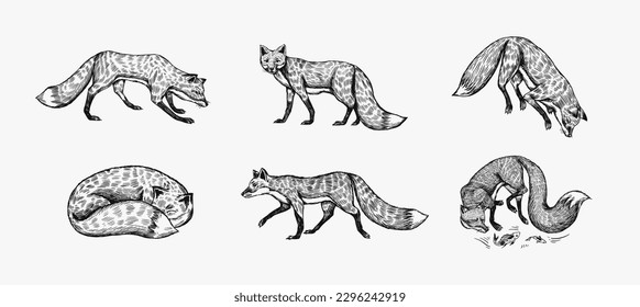 Wild red fox set. Forest ginger animal flying and jumping. Vector Engraved hand drawn Vintage sketch for label or poster.