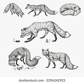 Wild red fox set. Forest ginger animal flying and jumping. Vector Engraved hand drawn Vintage sketch for label or poster.