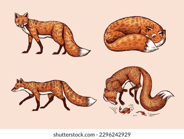 Wild red fox set. Forest ginger animal flying and jumping. Vector Engraved hand drawn Vintage sketch for label or poster.