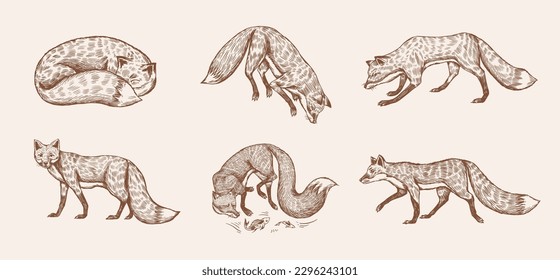 Wild red fox set. Forest ginger animal flying and jumping. Vector Engraved hand drawn Vintage sketch for label or poster.