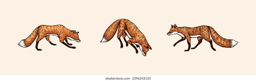 Wild red fox set. Forest ginger animal flying and jumping. Vector Engraved hand drawn Vintage sketch for label or poster.