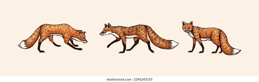 Wild red fox set. Forest ginger animal flying and jumping. Vector Engraved hand drawn Vintage sketch for label or poster.