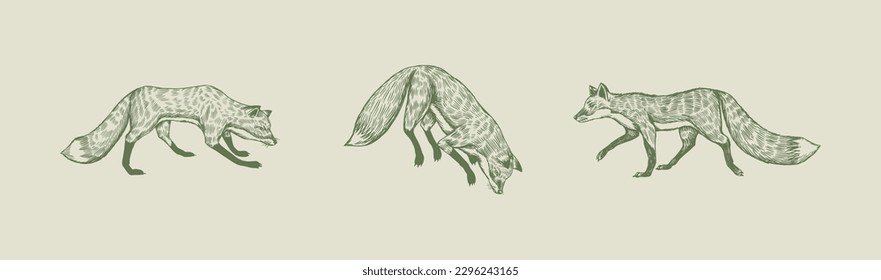 Wild red fox set  Forest ginger animal flying   jumping  Vector Engraved hand drawn Vintage sketch for label poster 