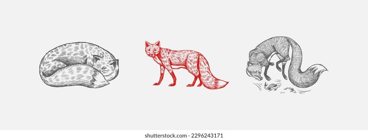 Wild red fox set. Forest ginger animal flying and jumping. Vector Engraved hand drawn Vintage sketch for label or poster.