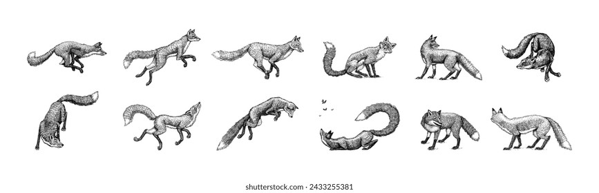 Wild red fox set. Forest ginger animal flying and jumping. Vector Engraved hand drawn Vintage sketch for label or poster.