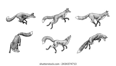 Wild red fox set. Forest ginger animal flying and jumping. Vector Engraved hand drawn Vintage sketch for label or poster.