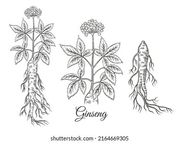 Wild red ginseng root with flower berries, leaves. Chinese medical plant botanical sketch. Floral herb stem with seed. China traditional medicine therapy. Healthy food. Vintage engraving. Line vector 