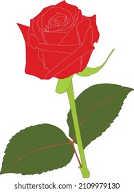 wild red rose, to place in a vase