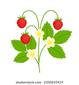 Wild red strawberry isolated on white background. Fragaria vesca. Woodland, Alpine, European or Carpathian strawberry icon. Vector berries illustration in flat style.