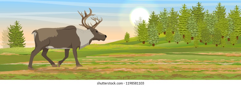 Wild reindeer in the tundra. Spruce coniferous forest. Animals of Russia, Canada, USA, Scandinavia and Iceland. Landscape north in summer