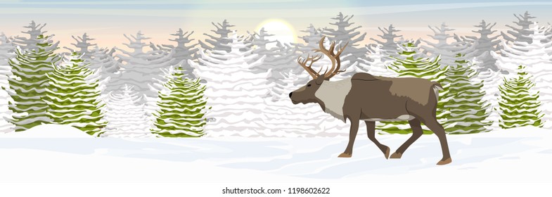 A wild reindeer walks through a snow-covered plain in front of the tundra. Spruce coniferous forest in the snow. Animals of Russia, Canada, USA, Scandinavia and Iceland. Northern landscape