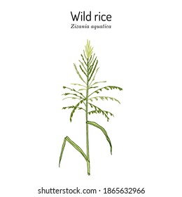 Wild rice (Zizania aquatica), state grain of Minnesota. Hand drawn botanical vector illustration