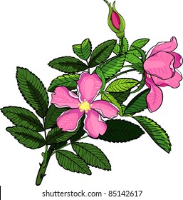 Wild rose