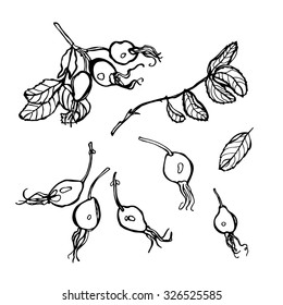 Wild rose berries. Hand drawn Illustration
