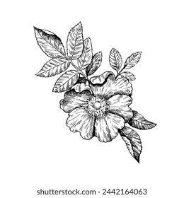 Wild rose black and white illustration in vintage etching style isolated on white background. Vector illustration..