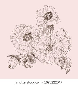 Wild rose blossom branch isolated on pink. Vintage botanical hand drawn illustration. Spring flowers of garden rose, dog rose. Vector design