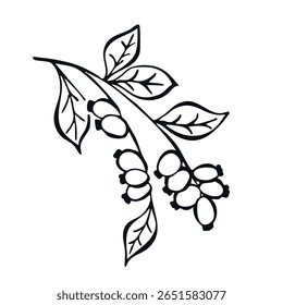 Wild Rose Branch Berry Mão Desenhado, Folha, Flor. Ilustração de vetor de esboço. Rosa-de-cão, planta de rosehip. Colheita de verão ou outono, geleia ou marmelada Vegan Ingrediente. Menu, pacote, cosmético, design de alimentos.