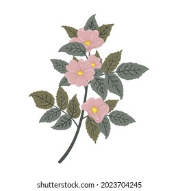 Wild rose branch. Vector illustration briar, dog-rose, eglantine in flat cartoon style.