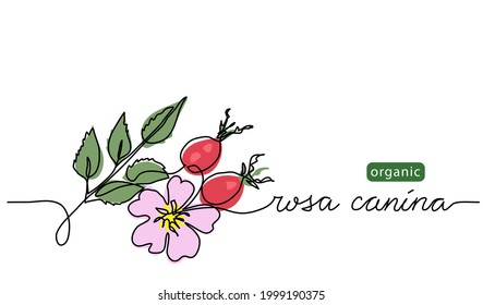 Wild rose, briar background. Dog rose branch vector illustration. Rosa canina drawing. One continuous line art with lettering organic wild rose.