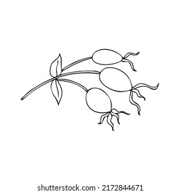 Rosa silvestre, briar, dogrose dibujado a mano ilustración vectorial de baya aislada en fondo blanco, elemento artístico de la clina de cadera decorativa para diseño cosmético, medicina natural, té de hierbas, comida orgánica de salud