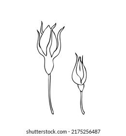 Wilde Rose, brillante, handgezeichnete dogrose Vektorgrafik einzeln auf weißem Hintergrund, dekorative Rossep-Linie Kunstknospe für Design-Kosmetik, Naturmedizin, Kräutertee, ökologische/biologische Lebensmittel