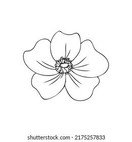Wild rose, briar, hand drawn dogrose vector illustration isolated on white background, decorative rosehip black outline element for design cosmetic, natural medicine, herbal tea, health organic food