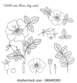 Wild rose, briar, hand drawn dogrose berry vector illustration isolated on white background, decorative rosehip element for design cosmetic, natural medicine, herbal tea,health vegetarian organic food