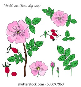 Wild rose, briar, hand drawn dogrose berry vector illustration isolated on white background, decorative rosehip colorful element for design cosmetic, natural medicine, herbal tea,health organic food