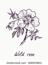 Wild rose, doodle ink drawing with inscription, vintage style woodcut