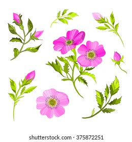 Wild Rose, floral elements, hand drawn vector illustration