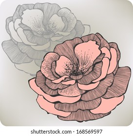 Wild rose flower, hand-drawing. Vector illustration.