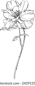 Wild rose flower isolated on white. hand drawn vintage illustration .