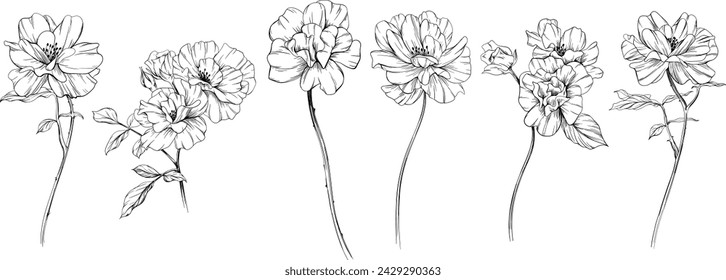 Wild rose flower isolated on white set. Hand drawn vintage illustration collection.