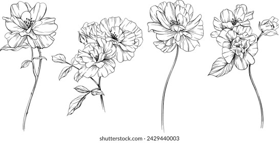 Wild rose flower isolated on white set. Hand drawn vintage illustration collection.