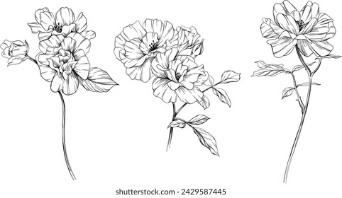 Wild rose flower isolated on white set. Hand drawn vintage illustration collection.