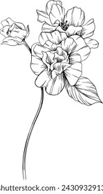 Wild rose flower isolated on white. Hand drawn vintage illustration.