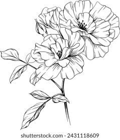 Wild rose flower isolated on white. Hand drawn vintage illustration.