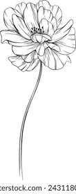 Wild rose flower isolated on white. Hand drawn vintage illustration.