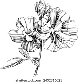 Wild rose flower isolated on white. Hand drawn vintage illustration.