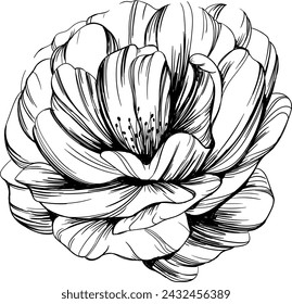 Wild rose flower isolated on white. Hand drawn vintage illustration.