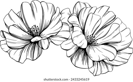 Wild rose flower isolated on white. Hand drawn vintage illustration.