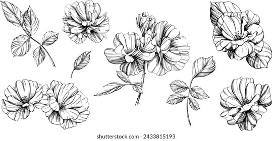 Wild rose flower isolated on white set. Hand drawn vintage illustration collection.