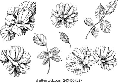 Wild rose flower isolated on white. Hand drawn vintage illustration.