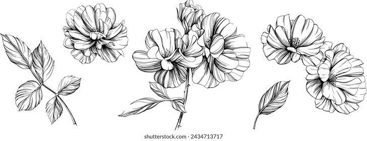 Wild rose flower isolated on white. Hand drawn vintage illustration.